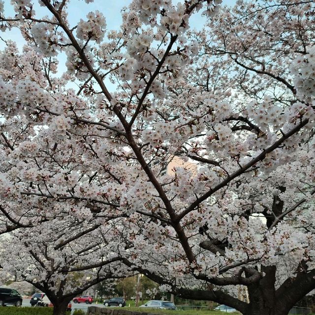 Very Beautiful Cheery Blossoms Park