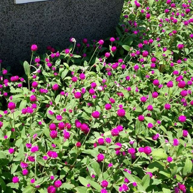 市中心休憩花園