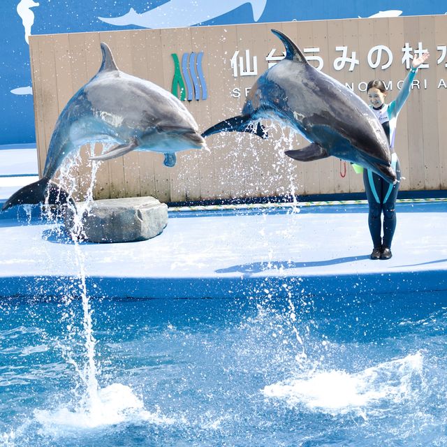 【仙台うみの杜水族館】仙台の家族で楽しめる水族館