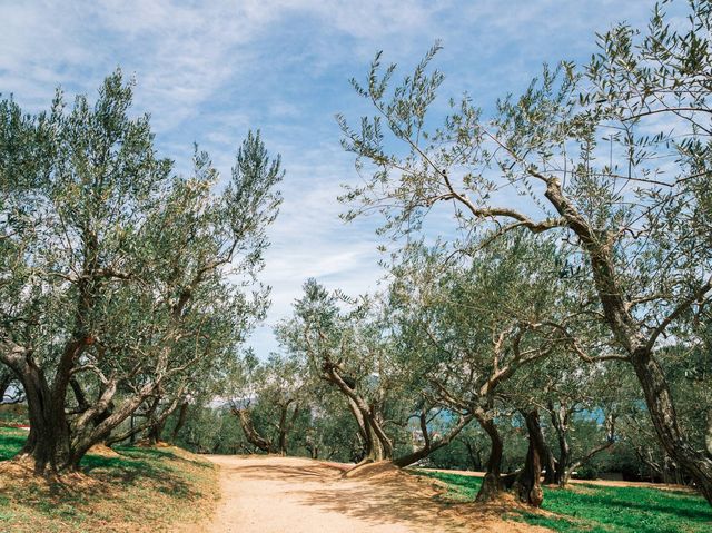 Olive Park in Shodoshima