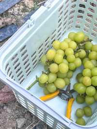 【免入場費｜即摘即食香印提子】