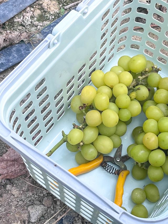 【免入場費｜即摘即食香印提子】