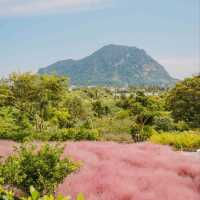 ⛰️가을이 가득히 피어난 아름다운정원 [제주, 마노르블랑]