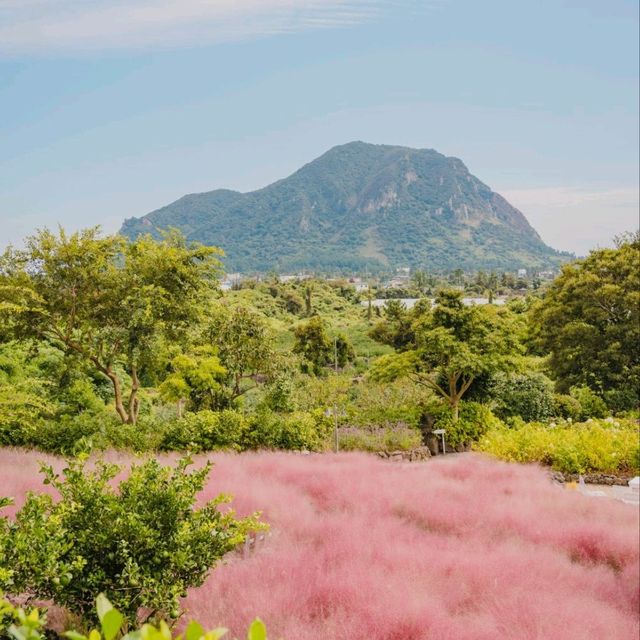 ⛰️가을이 가득히 피어난 아름다운정원 [제주, 마노르블랑]