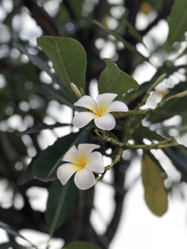 ค่ายธรรมมะวัดนามะตูม🙏🏻