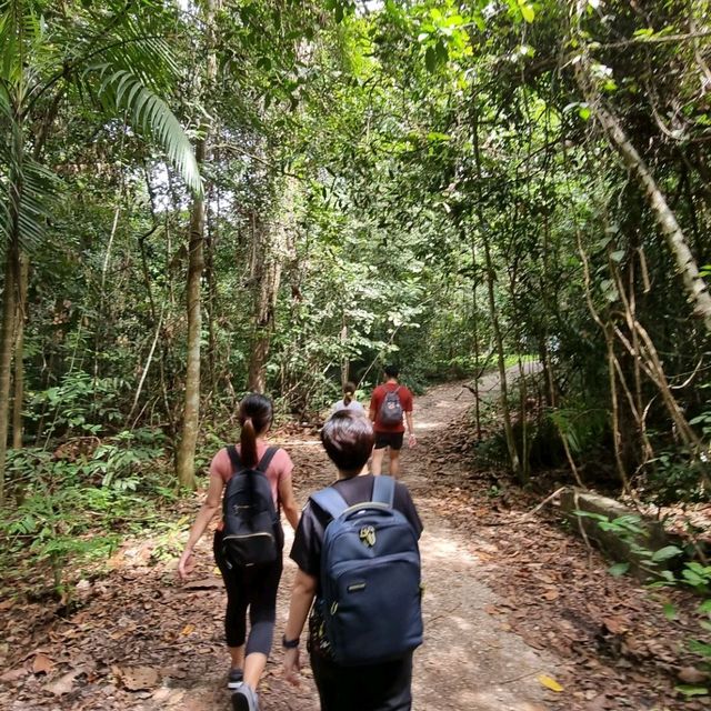 A hike through MacRitchie Nature Trail