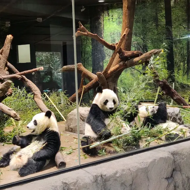 Giant Panda at Ueno Zoological Garden