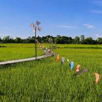 ทุ่งนา สะพานไม้ ใบเสมาหินโบราณ เต่างอย สกลนคร