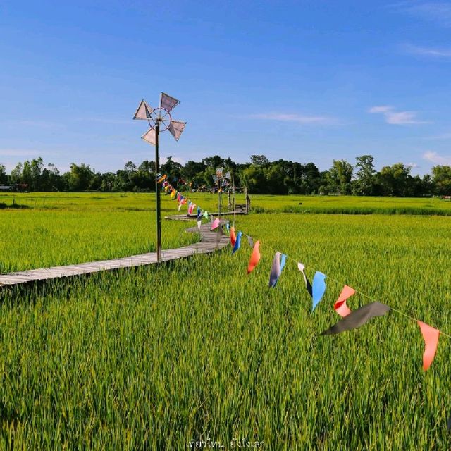 ทุ่งนา สะพานไม้ ใบเสมาหินโบราณ เต่างอย สกลนคร