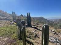 El Olivo🌵 Eco Olivo