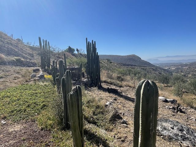 El Olivo🌵 Eco Olivo