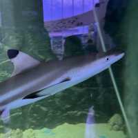 Aquarium Cuter