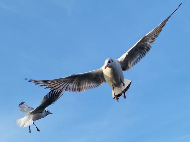 🦆🐦 WUTHERING GULLS  🦆🐦