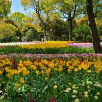 Tulip Paradise in Shanghai