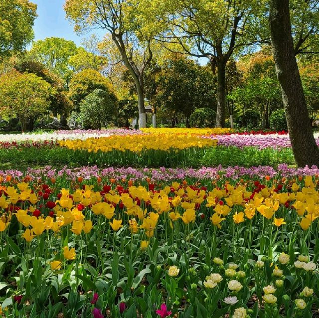 Tulip Paradise in Shanghai