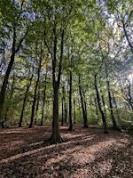 National Tree Week Woodland Walk - Bowden Housteads | Bowden Housteads Woods