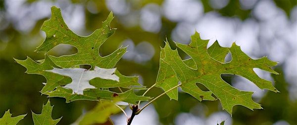 Spring Tree ID | The North Carolina Arboretum