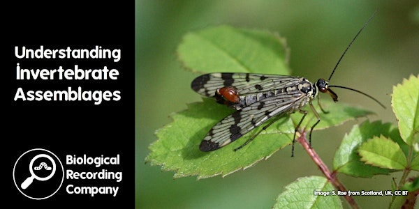 Understanding Invertebrate Assemblages | Natural History Museum
