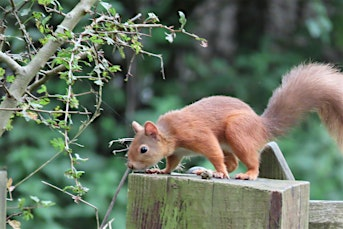 Red squirrel monitoring box making | Gallagher Park