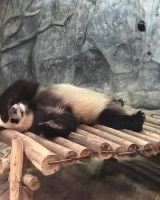 深圳野生動物園🤩深受旅客🧳歡迎