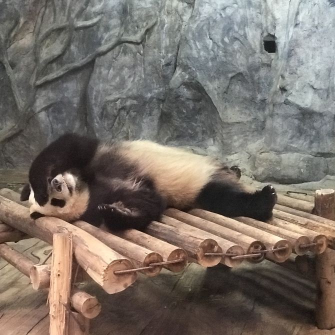 深圳野生動物園🤩深受旅客🧳歡迎