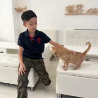 超多貓·貓cafe·喵界