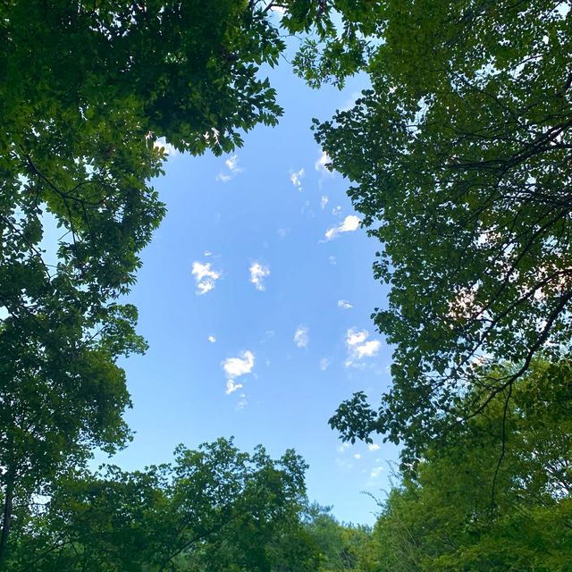 [🇰🇷, 김해] 🏕 신어산자연숲캠핑장 - 들4동 🏕