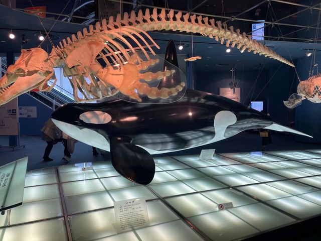 名古屋の水族館といえばココ🐠！【名古屋港水族館】