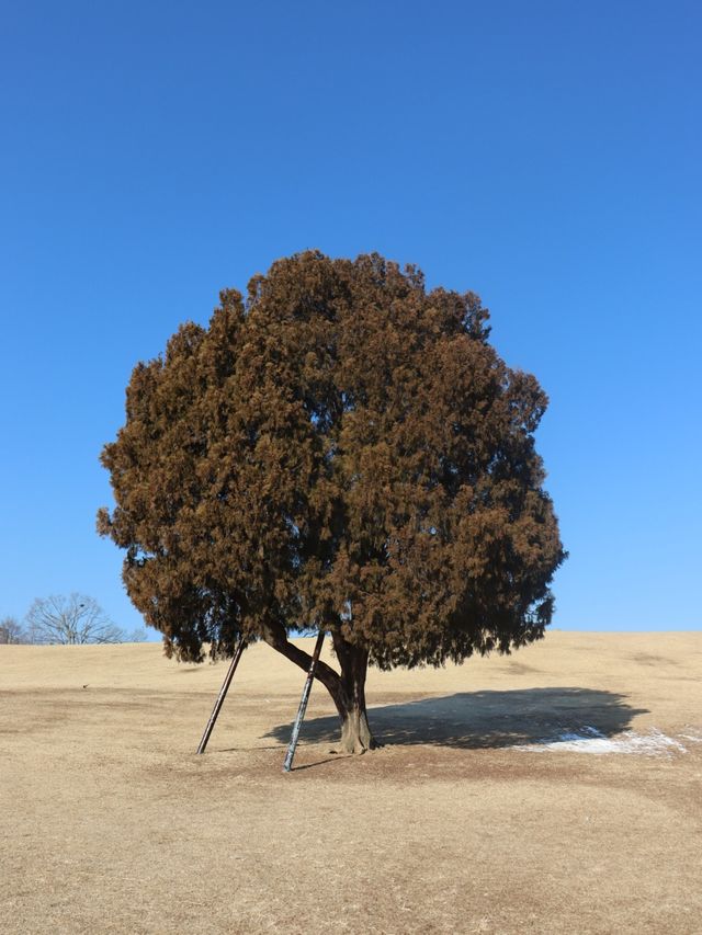 올림픽공원 나홀로나무 포토존