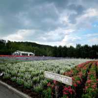 【北海道】富良野ならではのお花畑「ファーム富田」