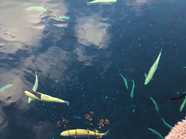 【山梨・世界文化遺産】忍野八海