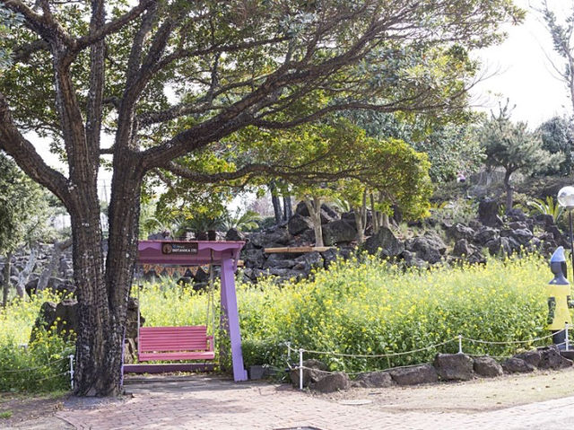 유채꽃 만개 제주 허브동산