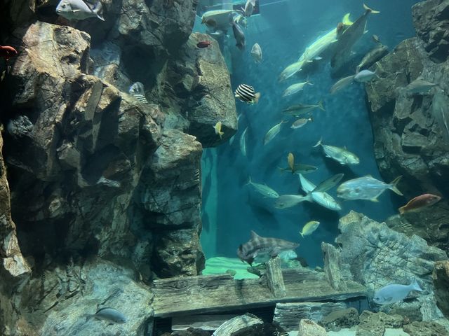 【山口】海響館で関門海峡のお魚見学②