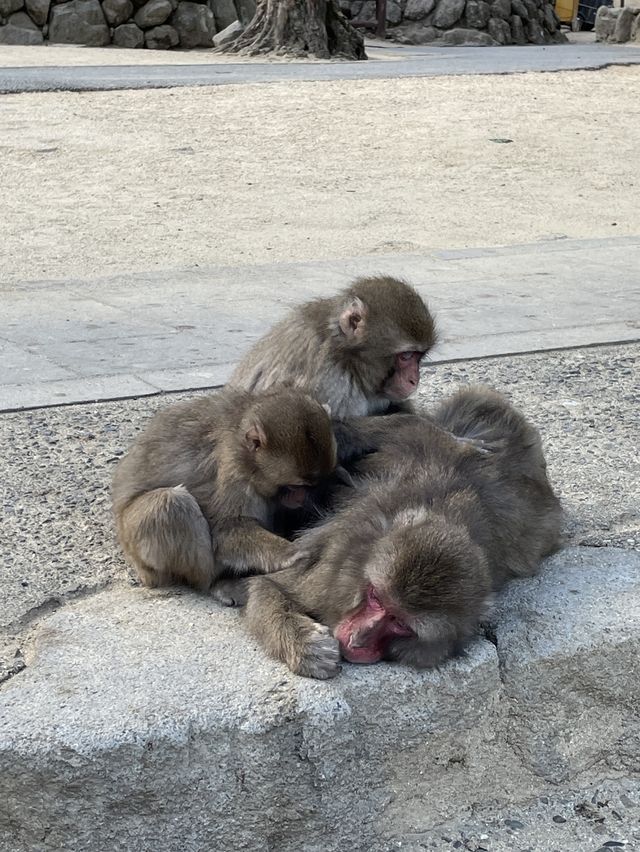 高崎山自然動物園🐒⛰