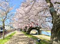 福井県🌸今が満開🌸【足羽川の桜祭り】