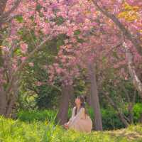 🌸겹벚꽃이 아름다운 [부산, 민주공원]🌸