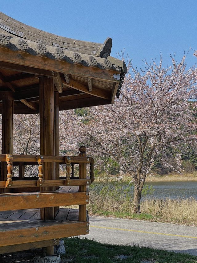 화진포 둘레길 🌸 벚꽃으로 가득한 길