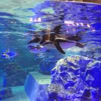 【東京】東京スカイツリーのすみだ水族館