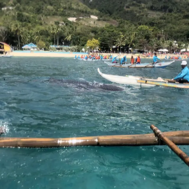 세부 오슬롭 고래상어투어🐋