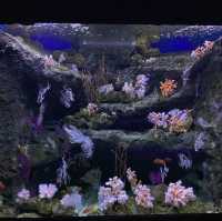 Seville aquarium 