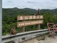 馬騮滿山的金山郊野公園