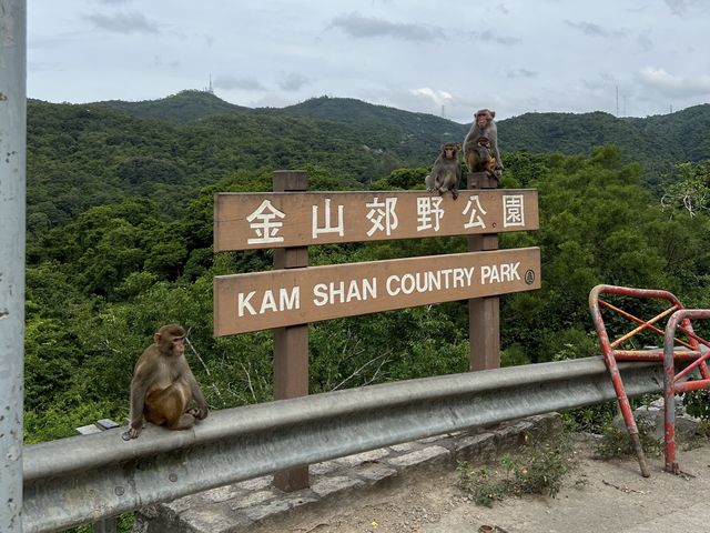 馬騮滿山的金山郊野公園
