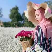 🌺 "ฮิมปิง ฟลาวเวอร์" แม่ริม เชียงใหม่🌺