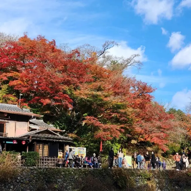 [교토] 아라시야마에서 인생 단풍놀이