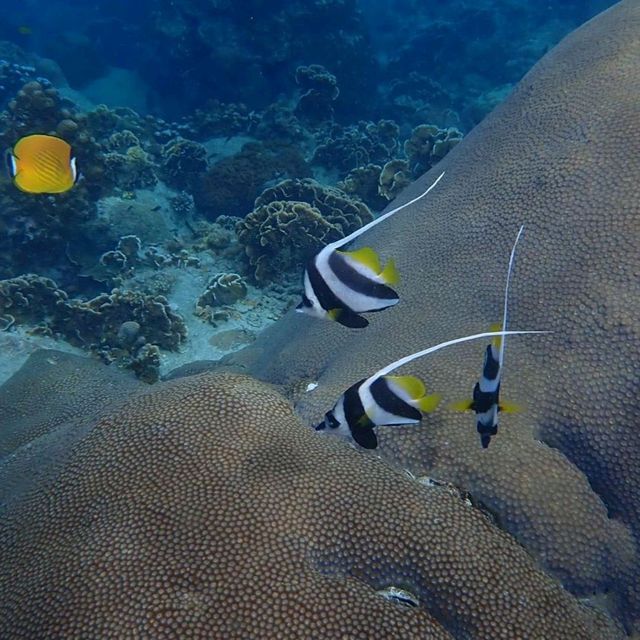 Koh Tao Snorkling Tour