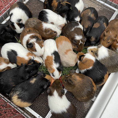 モルモットの大行進 | Trip.com 町田