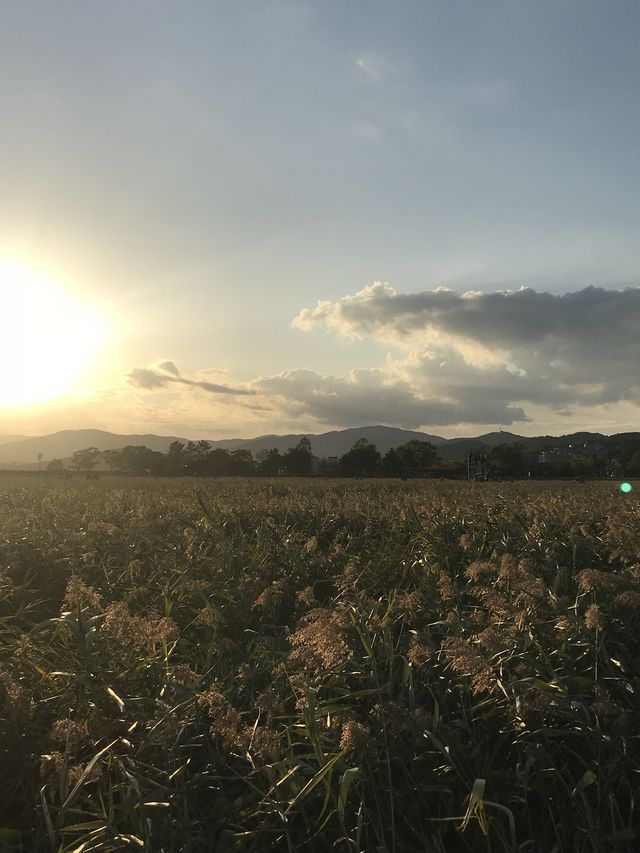 노을맛집 🌅 갈대맛집 🌾추천