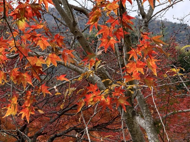 京都[紅葉めぐり]    　ー獅子吼の庭ー　宝厳院にて心を癒す