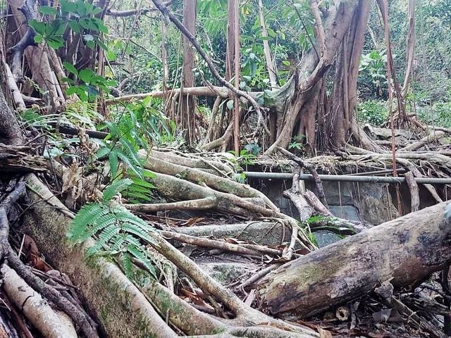 路邊的野花不要採@迷霧獅子山拈花惹草