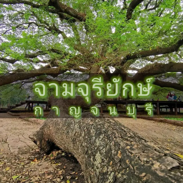 🌳ต้นจามจุรี​ยักษ์ กาญจน​บุ​รี⛰️